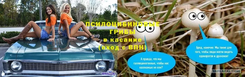 мега маркетплейс  купить   Алушта  Галлюциногенные грибы мицелий 